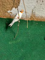 Koppel majoor putters xxl, Dieren en Toebehoren, Vogels | Kanaries, Meerdere dieren, Bastaard