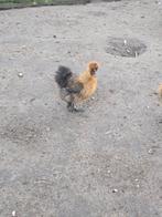 Jonge zijdehoen kriel haan, Dieren en Toebehoren, Pluimvee, Mannelijk, Kip