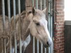 Te koop jonge Camargue paarden, Minder dan 160 cm, Gechipt, 0 tot 2 jaar, Onbeleerd