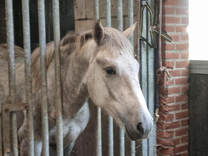 Te koop jonge Camargue paarden, Dieren en Toebehoren, Paarden, Meerdere dieren, Onbeleerd, Minder dan 160 cm, 0 tot 2 jaar, Met stamboom