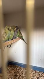 Diverse groene blackface parkieten/ ook te ruil!, Dieren en Toebehoren, Vogels | Parkieten en Papegaaien, Meerdere dieren, Parkiet