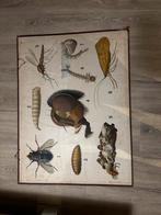 Ouderwetse Schoolplaat Insecten, Ophalen, Natuur en Biologie