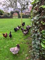 Barnevelder hennen, Dieren en Toebehoren, Pluimvee, Vrouwelijk, Kip