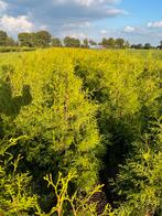 Thuja Brabant - Ideaal voor een dichte haag!, Bloeit niet, Overige soorten, 100 tot 250 cm, Ophalen