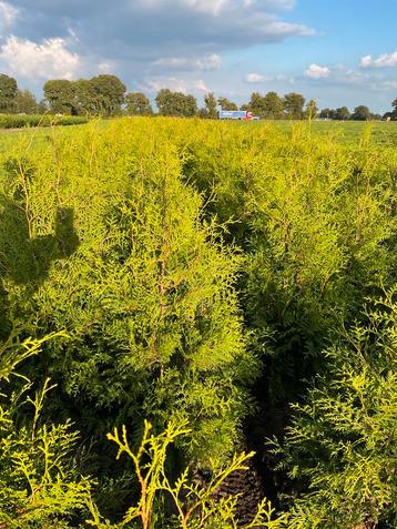 Thuja Brabant - Ideaal voor een dichte haag! beschikbaar voor biedingen