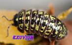 Armadillidium versicolor Slovenia isopods / pissebedden, Overige soorten