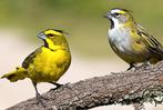 Groene kardinaal geringd 2025, Dieren en Toebehoren, Vogels | Kanaries, Meerdere dieren