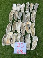 25 oesterschelpen diep 10-15 cm, Ophalen of Verzenden, Zo goed als nieuw, Materiaal