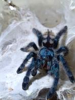 Vogelspinnen, Caribena versicolor , Peocilotheria , avicula, Spin of Schorpioen