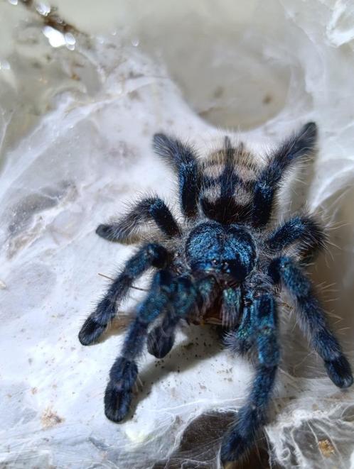Vogelspinnen, Caribena versicolor , Peocilotheria , avicula, Dieren en Toebehoren, Insecten en Spinnen, Spin of Schorpioen