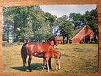 Dieren - Paarden, Verzamelen, Ansichtkaarten | Dieren, Ophalen of Verzenden, Ongelopen, Paard