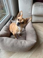 Lieve Chihuahua (mix) zoekt nieuw thuis – wegens allergie, Dieren en Toebehoren, Honden | Chihuahua's en Gezelschapshonden, 6 jaar of ouder