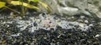 White pearl neocaridina garnalen., Dieren en Toebehoren, Vissen | Aquariumvissen, Kreeft, Krab of Garnaal