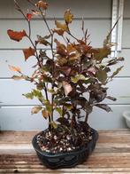 Bonsai Bosje Fagus Sylvatica  Atropunicea, Tuin en Terras, Ophalen of Verzenden