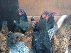 Sebright hanen in meerdere kleurslagen, Dieren en Toebehoren, Pluimvee, Mannelijk, Kip