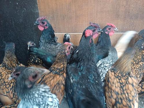 Sebright hanen in meerdere kleurslagen, Dieren en Toebehoren, Pluimvee, Kip, Mannelijk