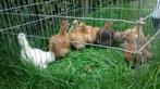 Bruine Zijdehoen kippen., Dieren en Toebehoren, Vrouwelijk, Kip
