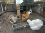 Zijdehoender kippen, Dieren en Toebehoren, Pluimvee, Vrouwelijk, Kip