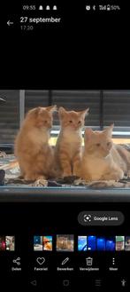 Kittens voor niks, Dieren en Toebehoren, Katten en Kittens | Overige Katten, 0 tot 2 jaar