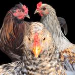 GRATIS! 3 jonge kleurleggers, Mannelijk, Kip
