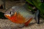 8x piranha,s gaan alleen samen weg 15cm worden 30cm, Dieren en Toebehoren, Vis, Zoetwatervis, Schoolvis