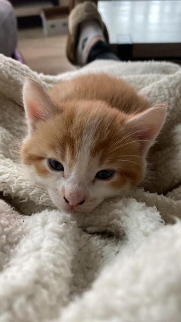 Super lieve kitten beschikbaar voor biedingen