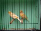 vogelbeurs vlaardingen, Dieren en Toebehoren, Meerdere dieren, Zangkanarie