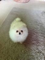 pomeriaan pup, Dieren en Toebehoren, Honden | Chihuahua's en Gezelschapshonden, Particulier, Rabiës (hondsdolheid), Overige rassen