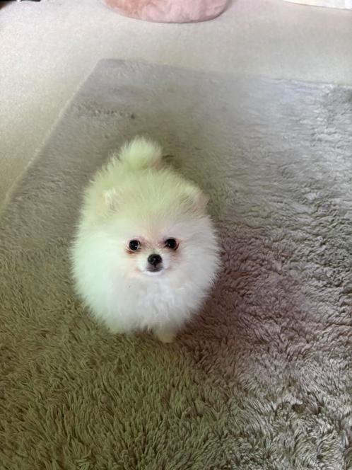pomeriaan pup, Dieren en Toebehoren, Honden | Chihuahua's en Gezelschapshonden, Teef, Overige rassen, Particulier, Eén hond, Buitenland