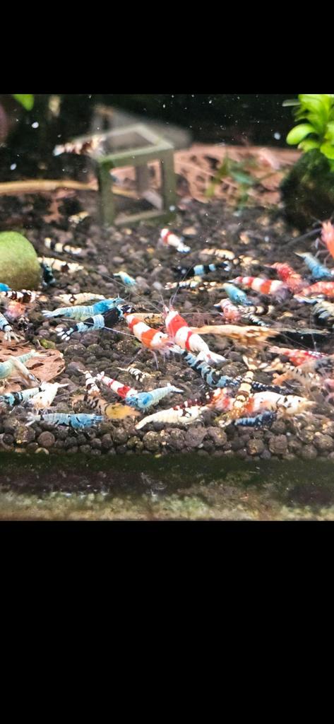 Kleurrijke garnalen mix voor kids of beginners, Dieren en Toebehoren, Kreeft, Krab of Garnaal