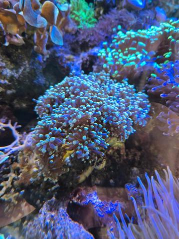 Euphyllia Paraancora Gold 24K beschikbaar voor biedingen