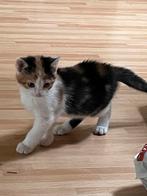 Jonge poesjes te koop GERESERVEERD, Poes