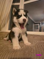 Mooie Siberische Husky pups zoeken een goud warm mandje, Dieren en Toebehoren, Parvo, 8 tot 15 weken, Poolhond, Meerdere
