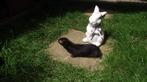 Fretten pups/Fretten, Dieren en Toebehoren, Overige Dieren, Juni, Vrouwelijk