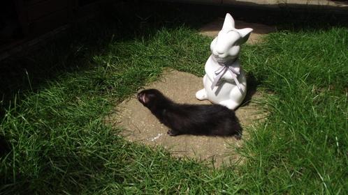 Fretten pups/Fretten, Dieren en Toebehoren, Overige Dieren, Vrouwelijk, Juni