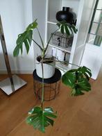 Grote Gatenplant (Monstera) zonder sierpot, Ophalen, Overige soorten, Halfschaduw, In pot