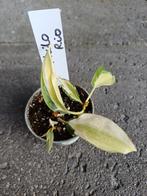 Philodendron Rio, Ophalen of Verzenden, Overige soorten, Volle zon