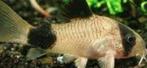 Corydoras panda 2-2,5 cm, Dieren en Toebehoren, Vis, Zoetwatervis, Schoolvis