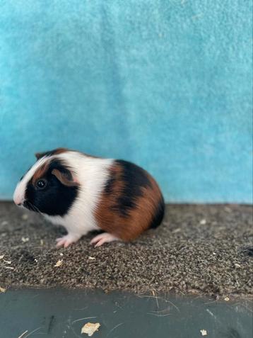 Cavia zeugjes beschikbaar voor biedingen