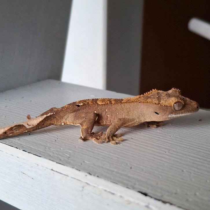 Leuke harlequin wimpergekko/crested gecko, Dieren en Toebehoren, Reptielen en Amfibieën, Hagedis, 0 tot 2 jaar