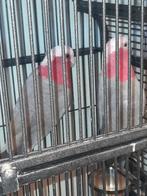 Kaketoes, Meerdere dieren, Parkiet