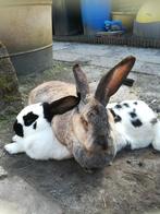 GEZOCHT 2 lieve gevaccineerde reuzen voedsters, Dieren en Toebehoren, Konijnen, Vrouwelijk, Groot, 0 tot 2 jaar