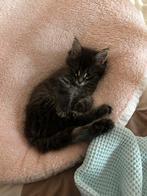 Te koop kittens kruising Britse korthaar X Noorse Boskat, Meerdere dieren, Ontwormd, 0 tot 2 jaar