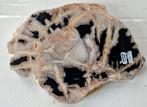 Sumatra Versteend Hout boomschijf plak, Ophalen of Verzenden, Mineraal