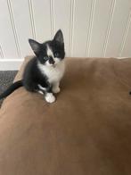 Kitten te koop, Dieren en Toebehoren, Kater, 0 tot 2 jaar