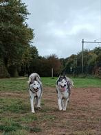 Twee Huskys op zoek naar nieuw thuis, Dieren en Toebehoren, Overige rassen, Meerdere, Meerdere dieren, 3 tot 5 jaar