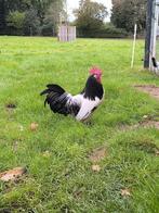 Gratis haan!, Dieren en Toebehoren, Pluimvee, Mannelijk, Kip