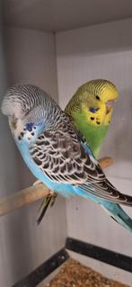 Engelse parkieten, Dieren en Toebehoren, Vogels | Parkieten en Papegaaien, Mannelijk, Parkiet