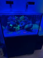 Red Sea reefer 300xl tekoop met alles erop en aan, Dieren en Toebehoren, Vissen | Aquaria en Toebehoren, Ophalen, Zo goed als nieuw