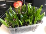 Bakje zaailingen winterharde palmboom Trachycarpus Fortunei, Ophalen, Zomer, Overige soorten, Volle zon